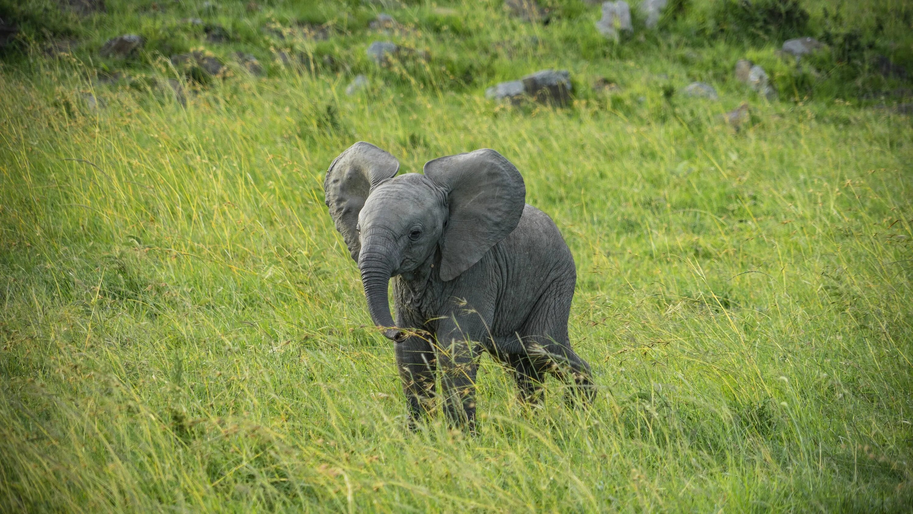 Elephants walking. Слоненок. Маленький Слоненок. Слон фото. Маленькие слоны.