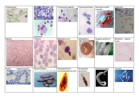 Днк vaginalis