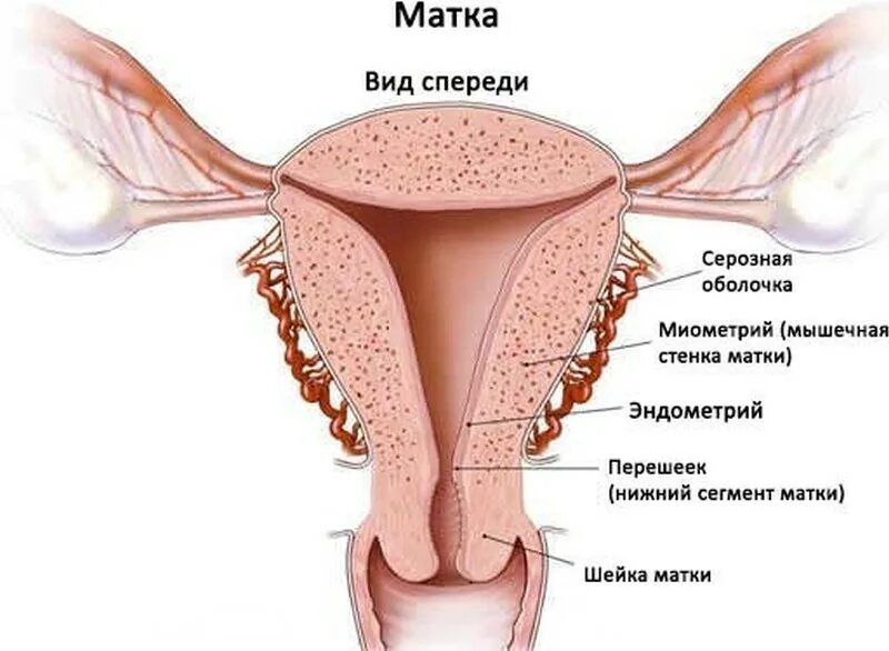 Эндометрия стенок матки. Строение миометрия матки. Матка строение анатомия слои. Серозная оболочка матки. Слои стенки матки анатомия.