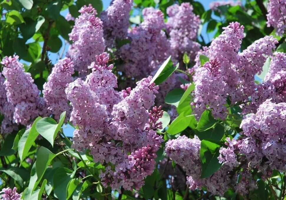 Сирень мелколистная суперба. Распускается сирень в саду. Сирень мелколистная сапфир. Распускается сирень в саду. Мелихово музей-усадьба сирень.