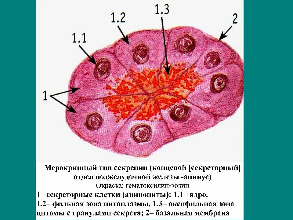 Секреторные клетки. Мерокринный Тип секреции. Секреторные клетки поджелудочной железы. Типы секреции гистология. Секреторные б клетки