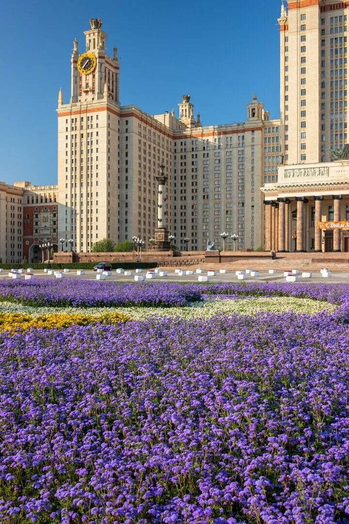 Цветков мгу. МГУ Москва. Аллея Сакуры МГУ Воробьевы горы. Сад в Москве около МГУ. Сирень главное здание МГУ.