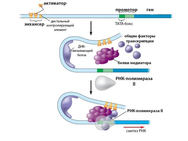 Белки активаторы. Факторы транскрипции эукариот. Регуляторные белки транскрипции. Транскрипционные факторы транскрипция. Белки факторы транскрипции.