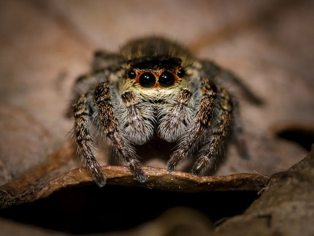 Bagheera kiplingi, spider, macro Jumping spider, Spider, Insects