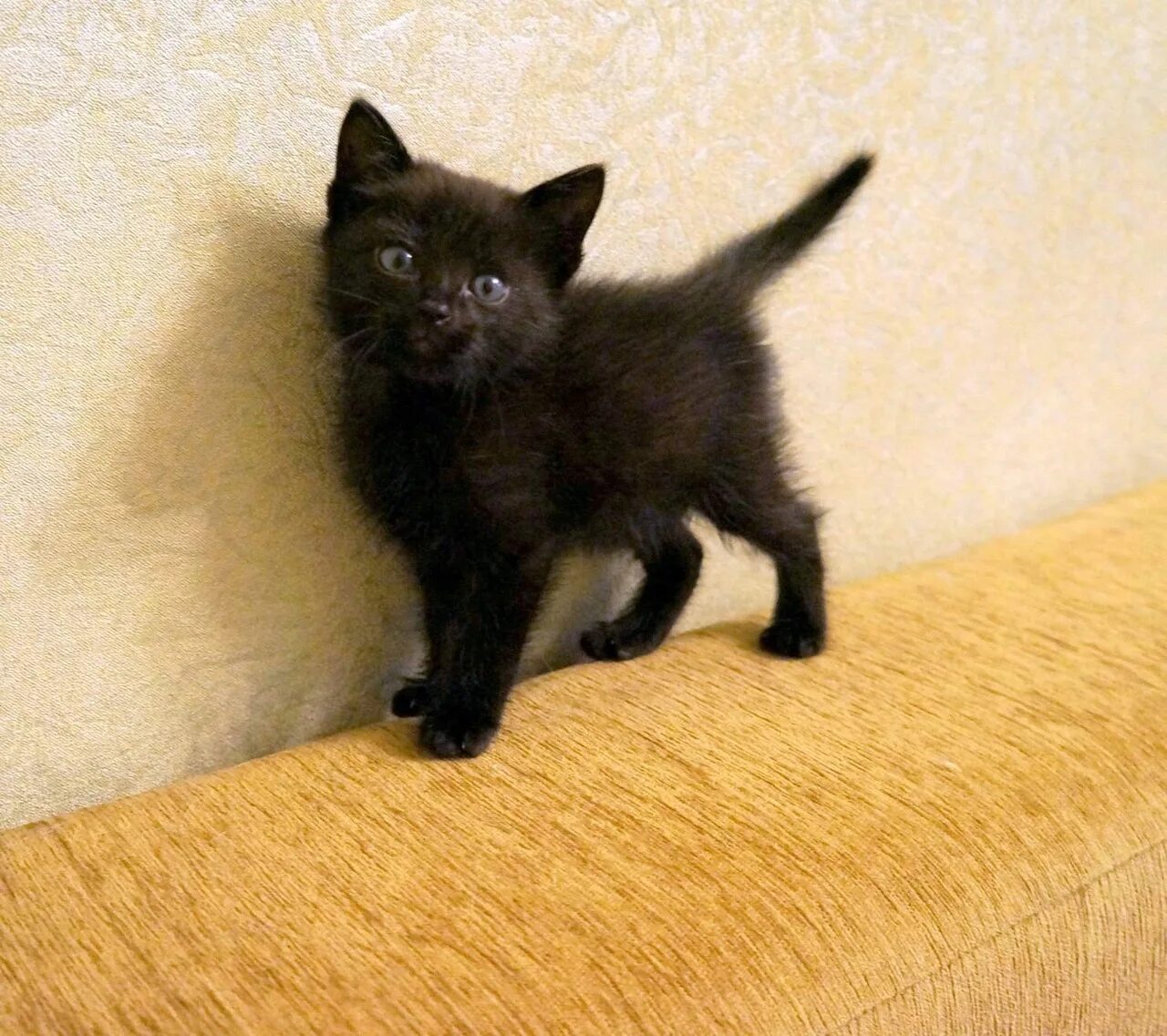 Черный котенок. Маленький черный котенок. Черненький котенок. Кошки маленькие черные. Черные котята в добрые