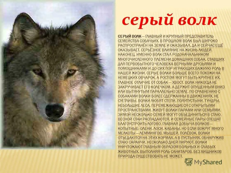 Где живёт красный волк. Серый волк занесен в красную книгу. Красный волк интересные факты. Длина тела волка. Красный волк сообщение 4 класс.