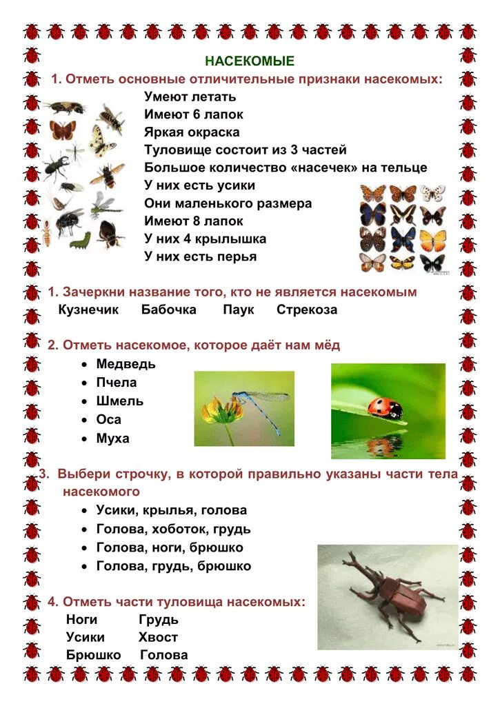 Биология тест класс насекомые. Насекомые задания. окружающий мир насекомые задания. задания по окружающему миру насекомые. насекомые задания 1 класс.