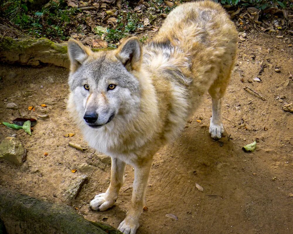 Моголлонский горный волк. Монгольский волк. Canis himalayensis. Волки Аляски. Водятся ли волки