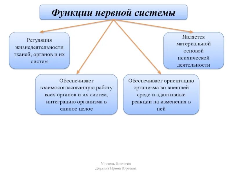 Основные функции нервной системы человека кратко. Функции которые выполняет нервная система в организме человека. 1.Перечислите функции нервной системы.. Перечислите функции нервной системы кратко.