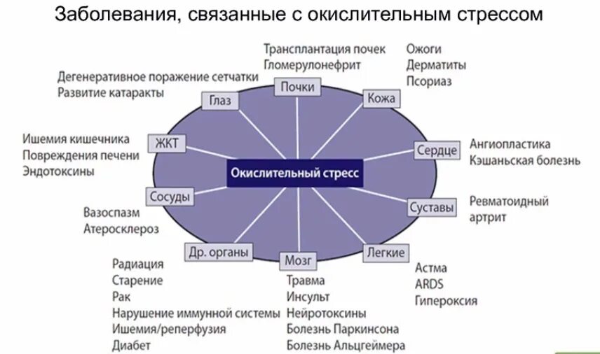 Окислительный стресс организма