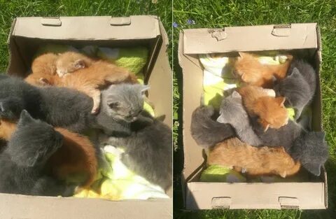 Котят которых продают