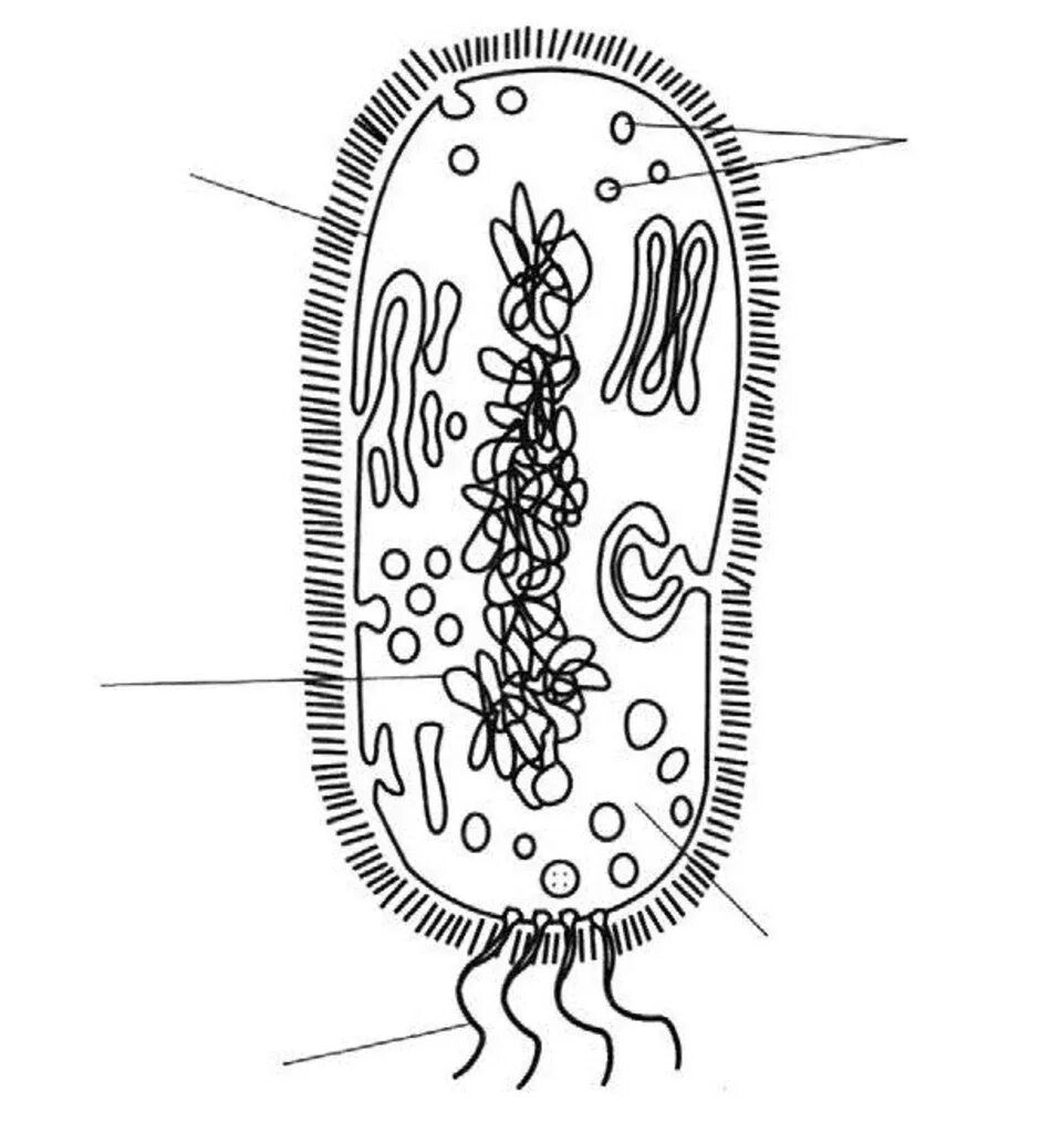 Строение прокариотической клетки бактерии. Строение бактериальной клетки биология. Строение бактериальной клетки 6 класс биология рисунок. Строение бактериальной клетки карандашом.