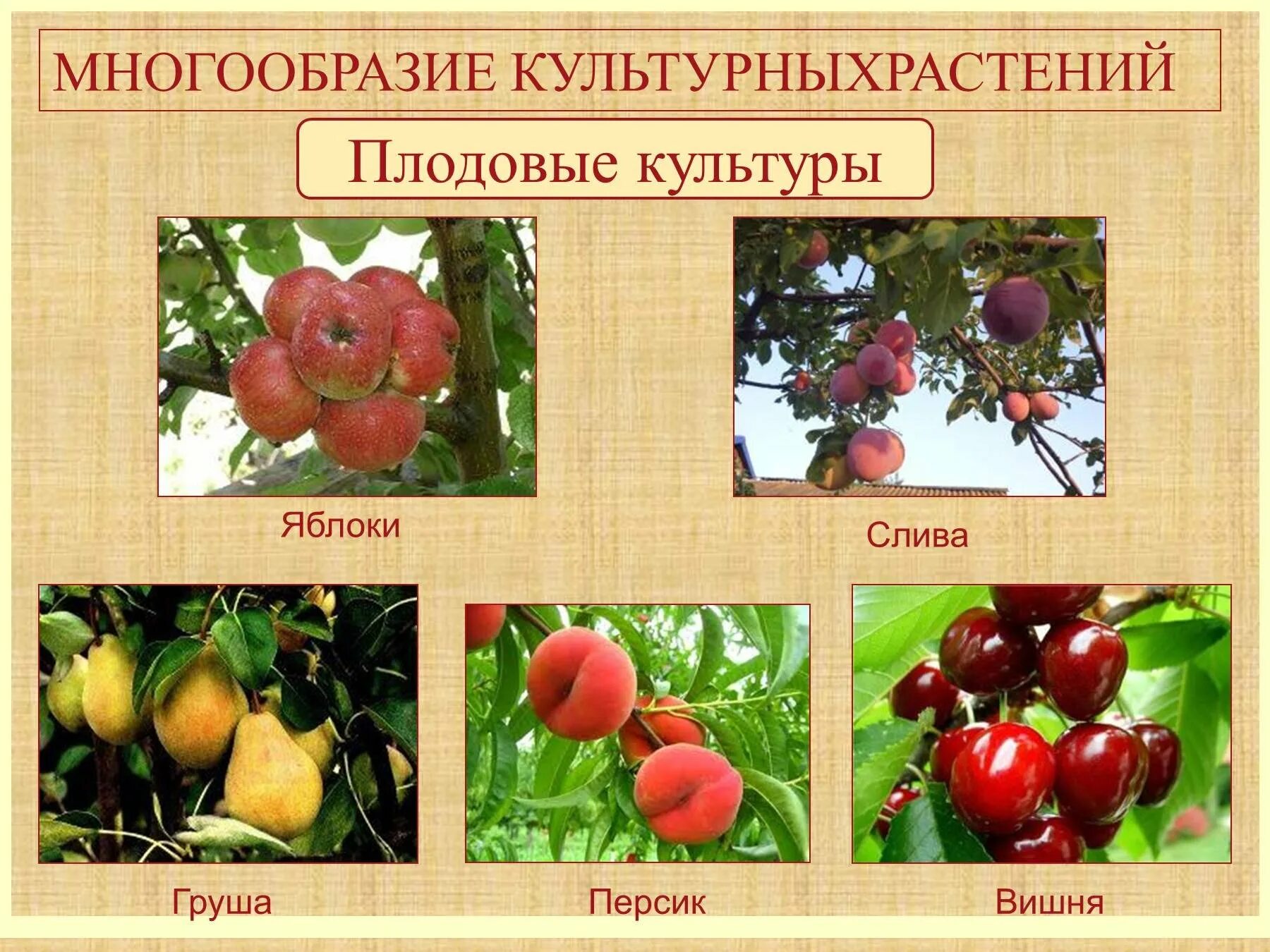 Плодовые культурные растения. Болезни косточковых культур. Плодово ягодные культурные растения. Плодовые культурные растения. Плодовые культуры виды.