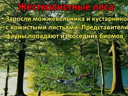 Животный мир кустарников