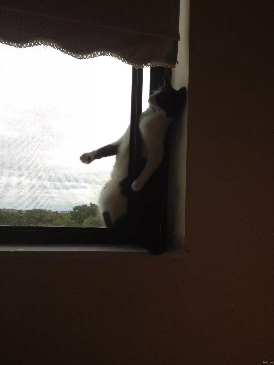 Кот застрял в окне. Толстый кот застрял в окне. Кот на окне. Кошка застряла в окне.