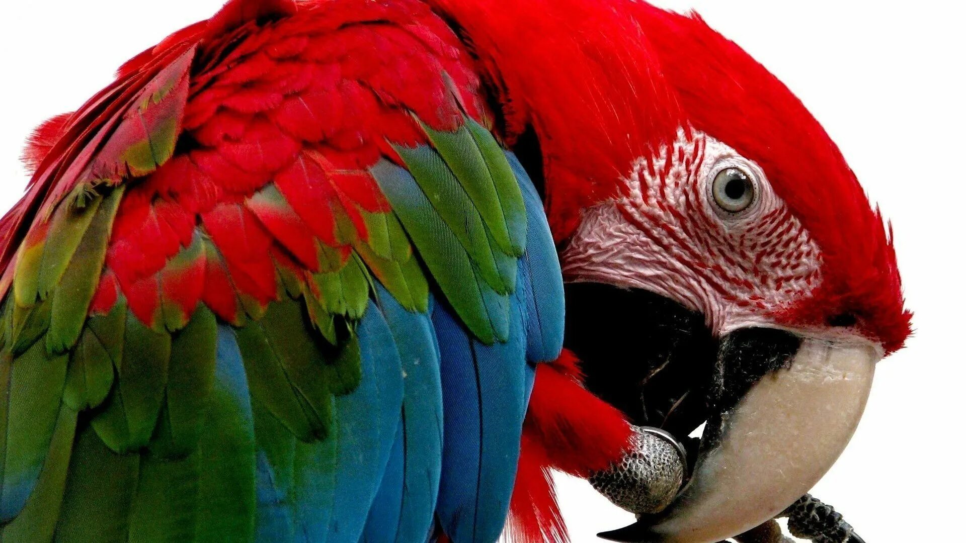 I ve parrot. Попугай ара. Попугай жако зеленый. Какаду и ара. Красный ямайский ара.