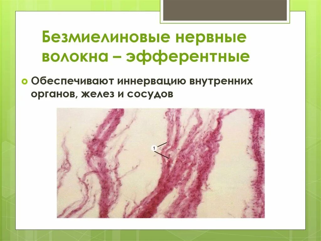 Безмякотные нервные волокна гистология. Миелиновые нервные волокна препарат гистология. Безмиелиновые нервные волокна гистология. Мякотные нервные волокна рисунок гистология. Нервные волокна препарат.