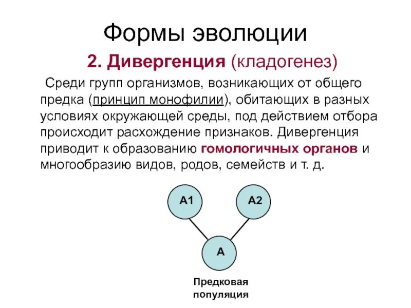 Элементарные формы эволюции. Тип эволюции дивергенция. Дивергенция форма эволюции. Эволюционная форма – это.