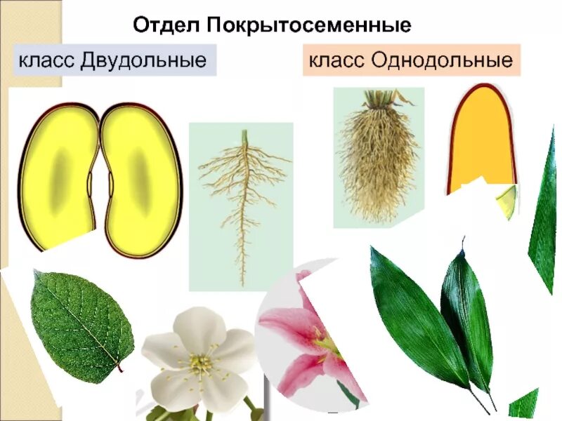 Однодрльное двудрльное расстения. Двудольные растения и Однодольные растения. Представители однодольных и двудольных растений. Цветок однодольных и двудольных.