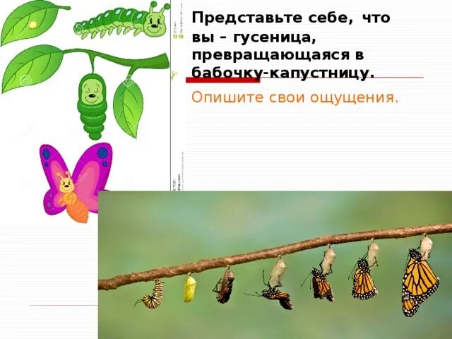 Через сколько гусеница превращается в бабочку. Через сколько гусеница превращается в бабочку