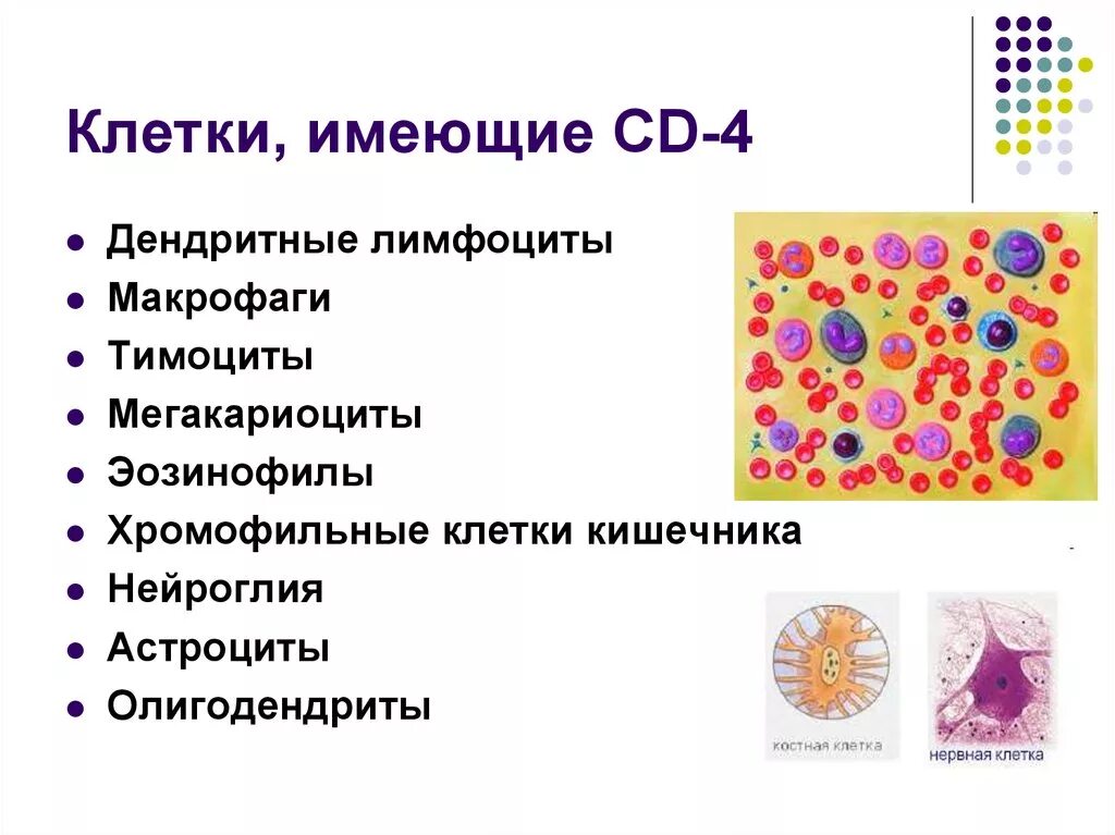 Клетки имеющие маркеры CD. Хромофильные клетки. Дендритные клетки кишечника. В-клеточные маркеры cd32. Макрофаги эозинофилы