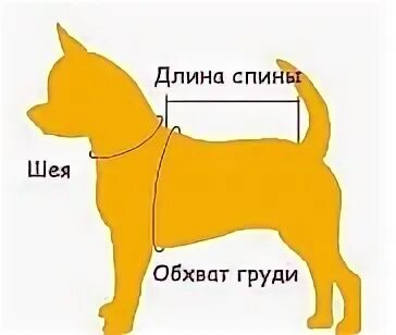 Схема собаки для снятия мерок. Мерки головы собаки. Обхват шеи джек рассел терьера обхват головы собаки. Мерки собаки. Цвергпинчер стандарты рост и вес.