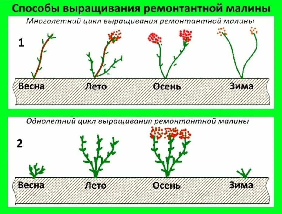 Можно ли сажать ремонтантную малину