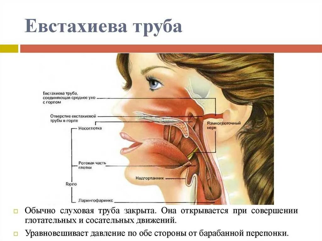 При глотании щелкает в ухе