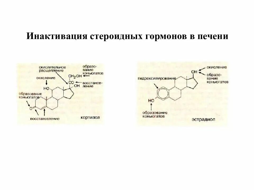 Синтез стероидных гормонов биохимия. Схема синтеза стероидных гормонов биохимия. Инактивация стероидных гормонов. Схема метаболизма стероидных гормонов.