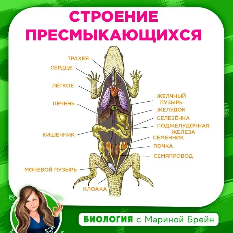 Система органов земноводных 7 класс. Пресмыкающиеся внутреннее строение 7 класс биология. Таблица внутреннее строение пресмыкающихся 7 класс биология. Таблица пресмыкающиеся 7 класс биология внутреннее строение. Таблица по биологии 7 класс системы органов пресмыкающихся.