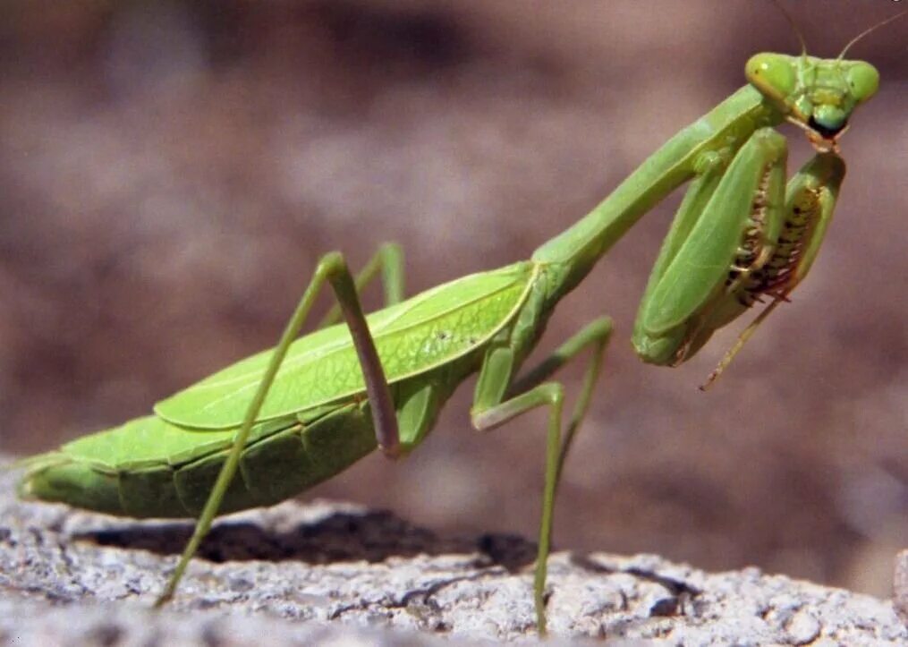 Богомол обыкновенный. Мантис богомол. Богомол обыкновенный насекомые. Mantis religiosa, самка.