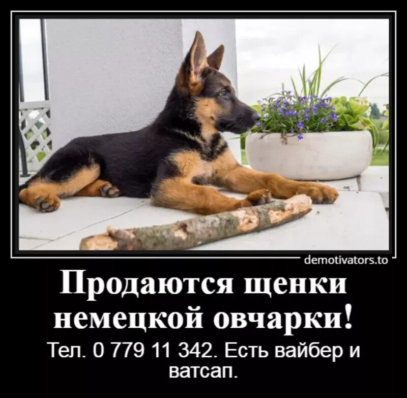 Температура у собак немецкого овчарки
