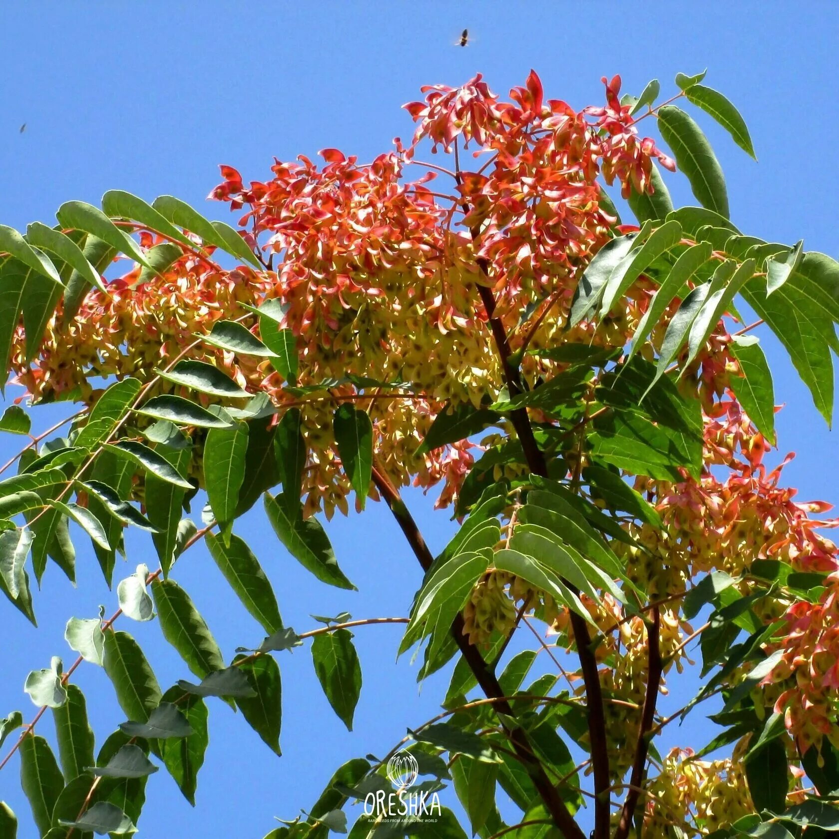 Как называется дерево которое. Айлант китайский ясень. айлант дерево. ailanthus altissima айлант высочайший.