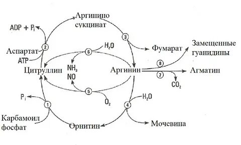 Особенности обмена и роль аргинина