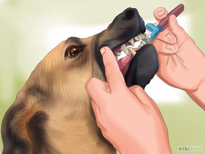 Почему щенок пахнет. Запах собаки. Неприятные запахи для собак.