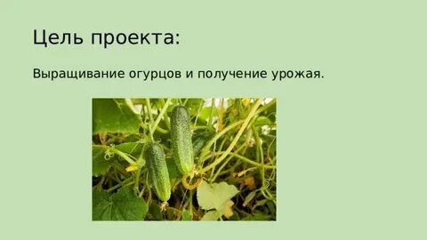 Проект на тему выращивание огурцов в домашних условиях