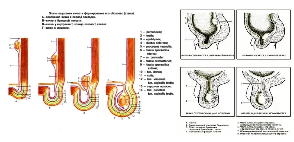 Крипторхизм эмбриогенез. Формы крипторхизма и эктопии яичка. Опускание яичка в мошонку. Этапы опускания яичка схема. Не опускаются яички что делать