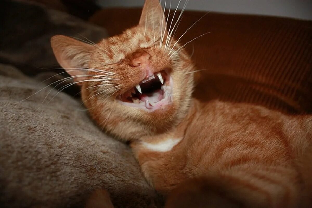Песня можно напугать ха ха. Кот ржет. Рыжий кот улыбается. Приколы про кошек. Животные смеются.