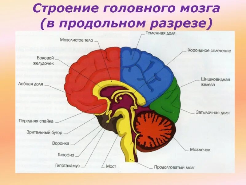 Полости мозга заполнены. Схема строения отделов головного мозга. Продольный разрез головного мозга схема. Головной мозг продольный разрез анатомия. Схема внутреннего строения головного мозга.