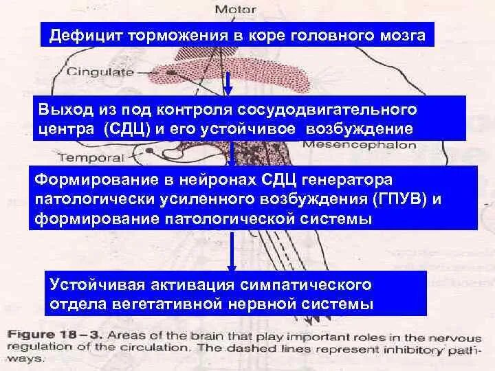 Процесс торможения в коре головного мозга