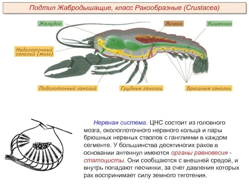 Нервная система и органы чувств членистоногих. Нервная система ракообразных 7. Нервная система членистоногих ракообразные. Нервная система ракообразных 7 класс.