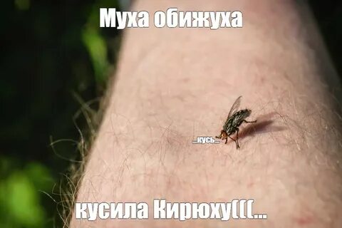 Почему муха кусается летом
