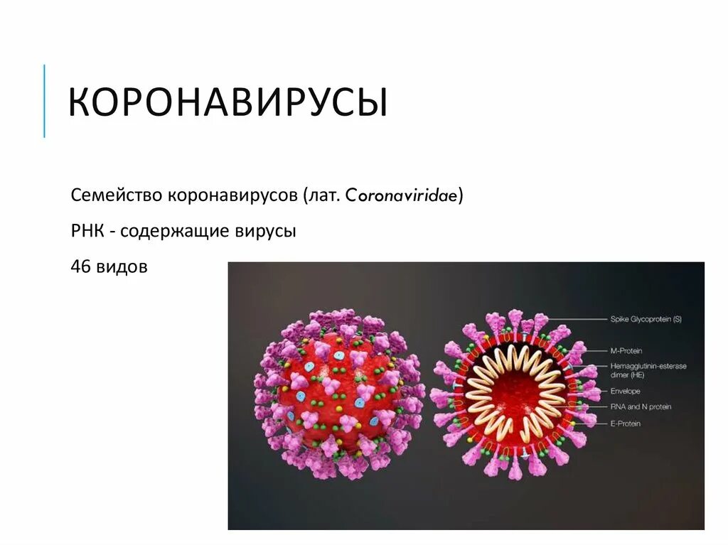 Coronaviridae семейства вирусов. Коронавирус строение вируса описание. Схема вируса коронавируса. Коронавирус 19 строение вируса. Sars-cov-2 дельта штамм.