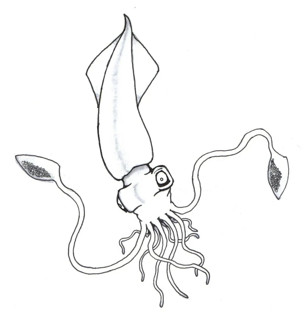 Раскраска кальмар. Раскраска кальмар. Раскраска кальмар. Раскраска осьминог. Кальмар.