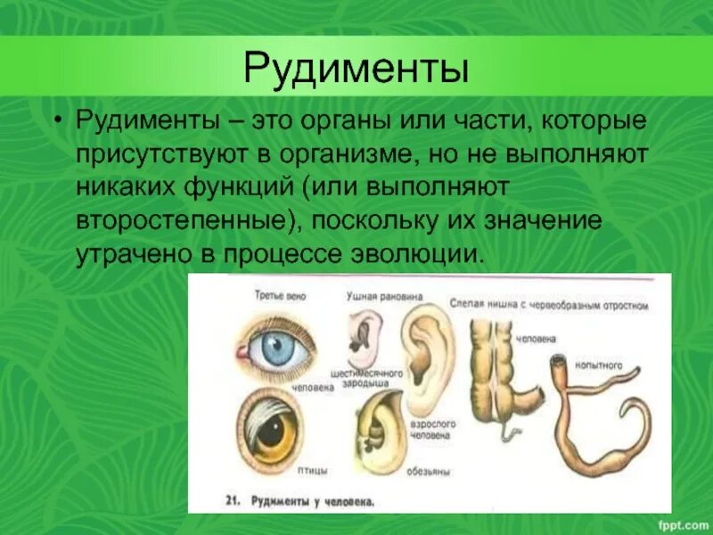 Аппендикс является рудиментом. Рудименты в организме человека. Рудиментарные органы органы.