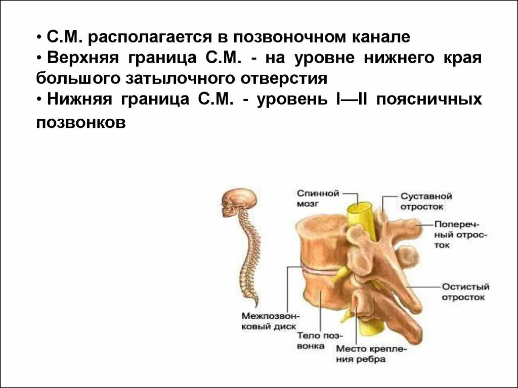 Костный Позвоночный канал. Строение позвоночного канала. Содержимое позвоночного канала. Органы расположенные в полости позвоночного канала.