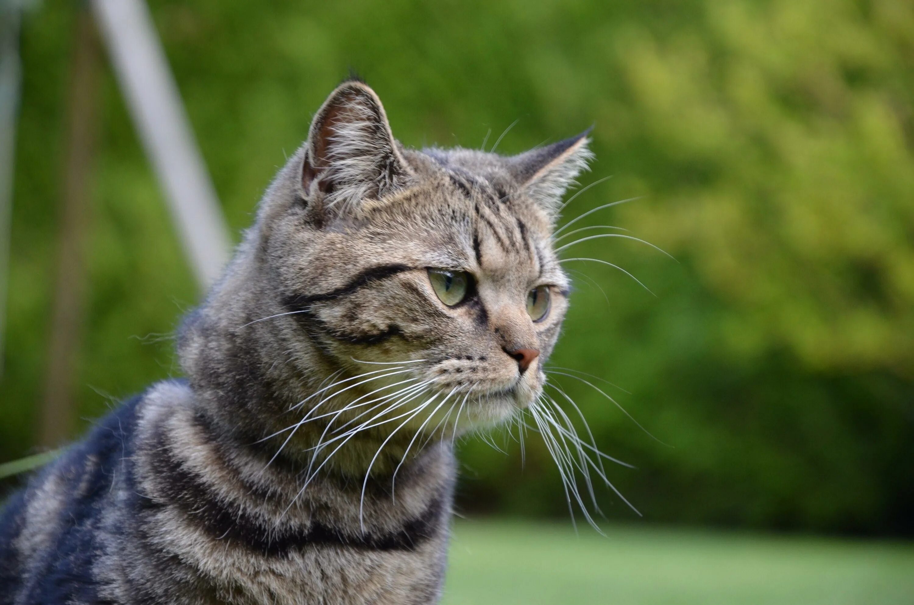 Как по английски будет котик. Английский котик. Котики англичанины. Кот на англ. Тэг котик.