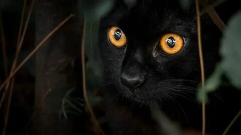 Котята с желтыми глазами