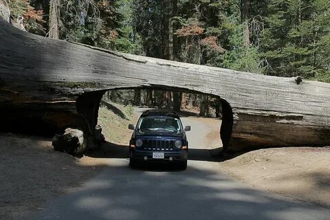 Hard times at sequoia state park
