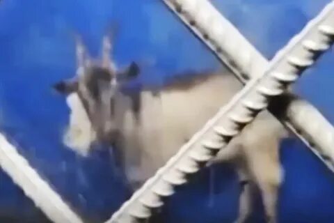 Козла поймали